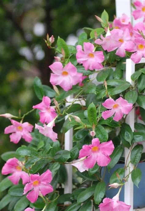 爬藤類植物|藤本植物